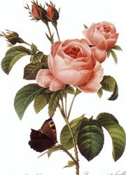 Was steht für den Namen der Rose?